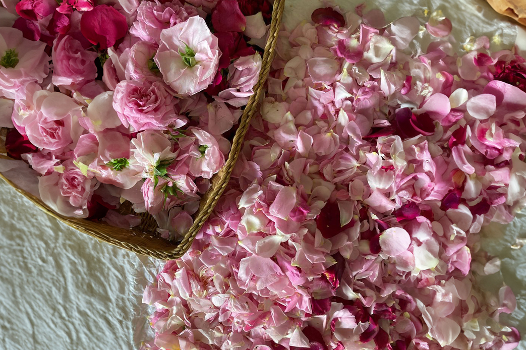 Pink Rose flowers