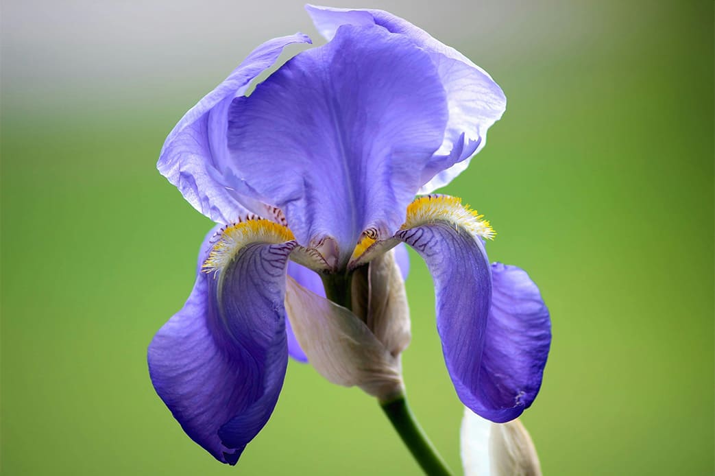 Blue Iris