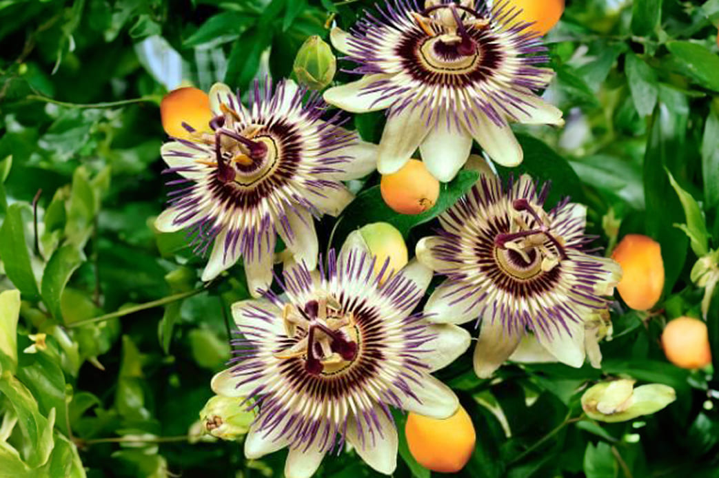 Passion Flower