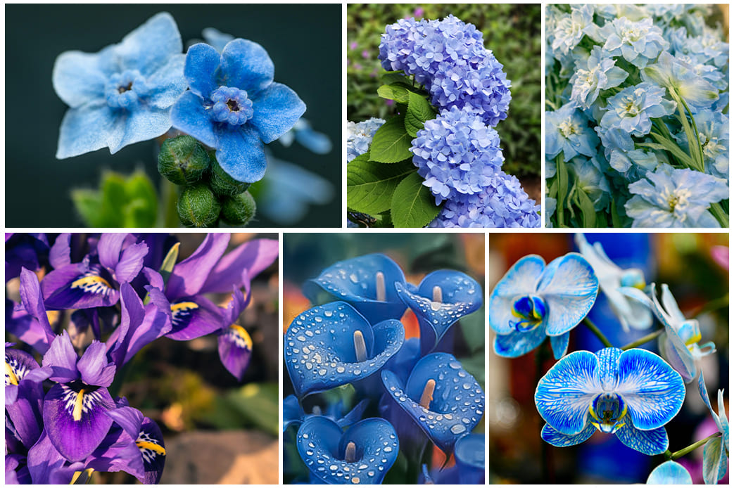 Blue flowers Interflora