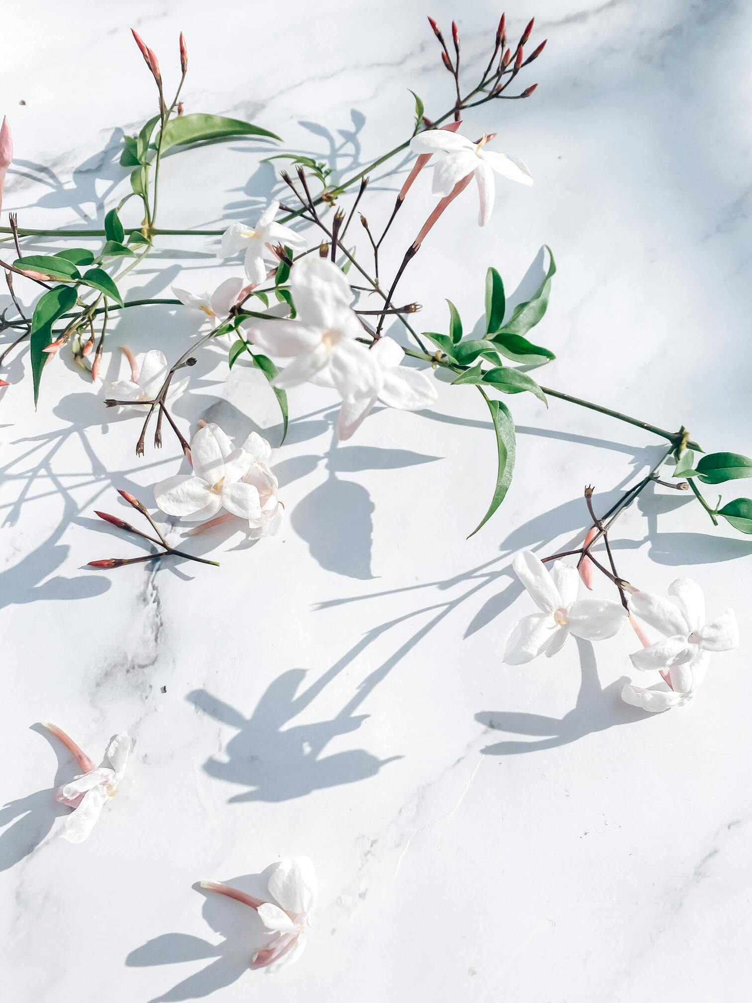 Jasmine Flowers