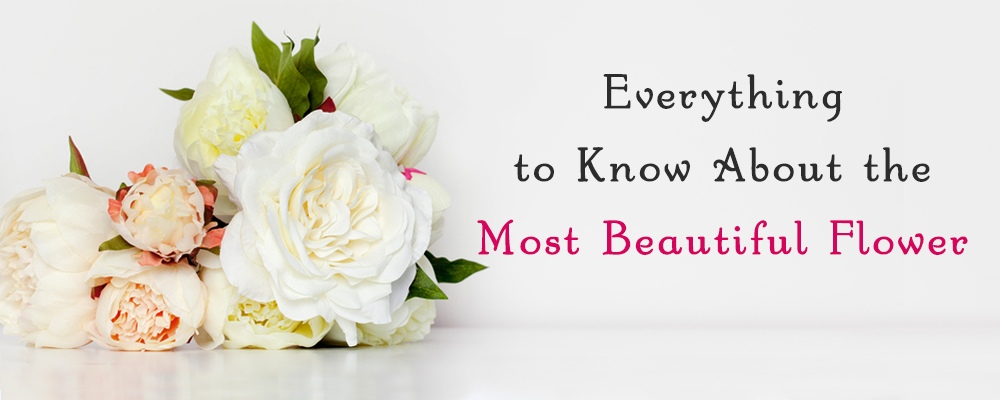 Know What Makes Peonies So Special