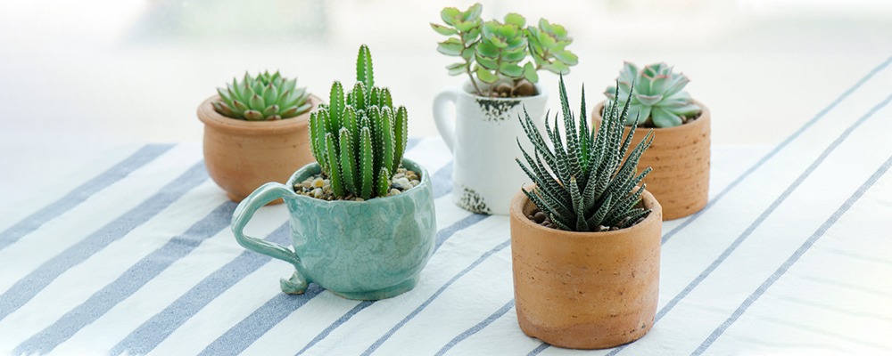 Succulent arrangement in stylish pots