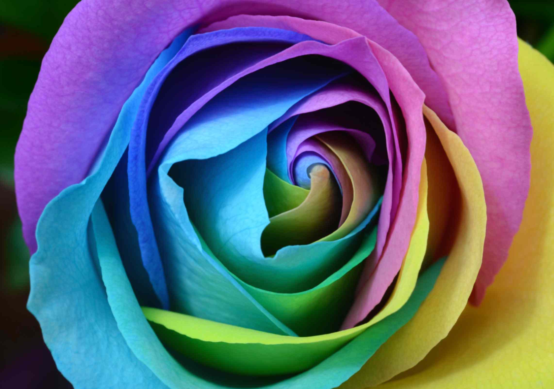 How Florists Tie Dye Roses