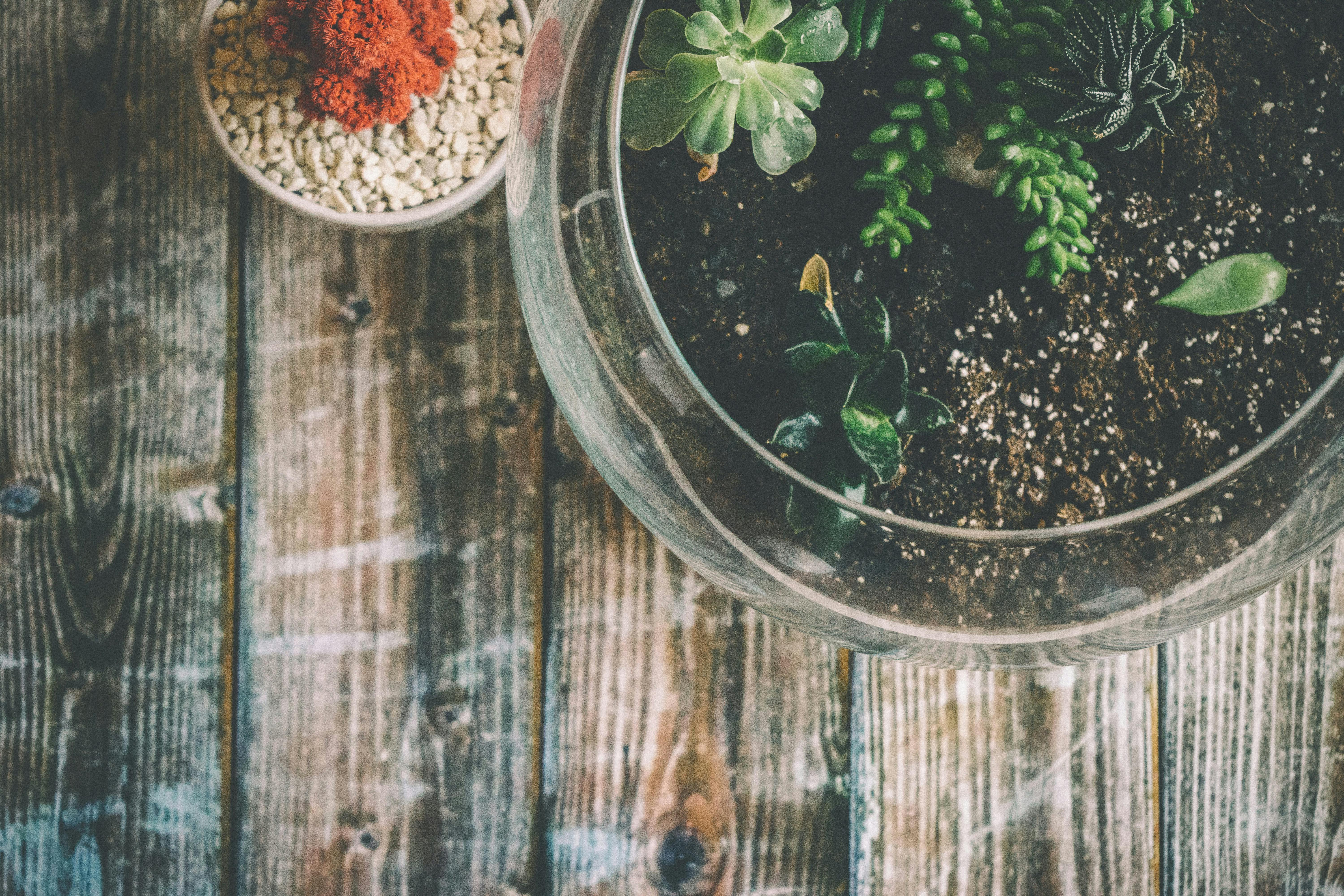 succulents for Rakhi