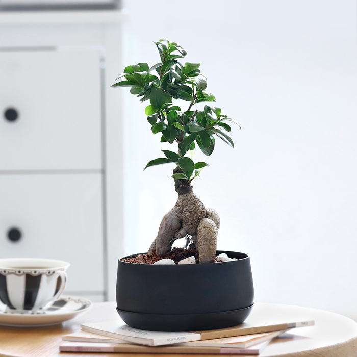 Microcarpa Bonsai Plant