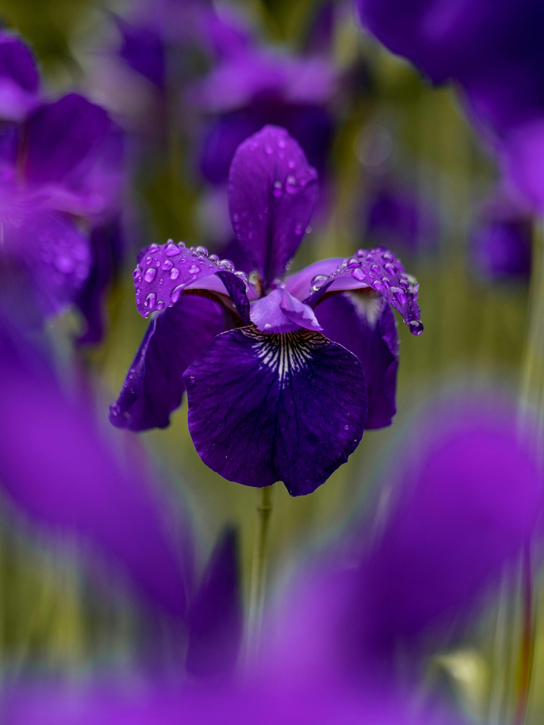 Iris