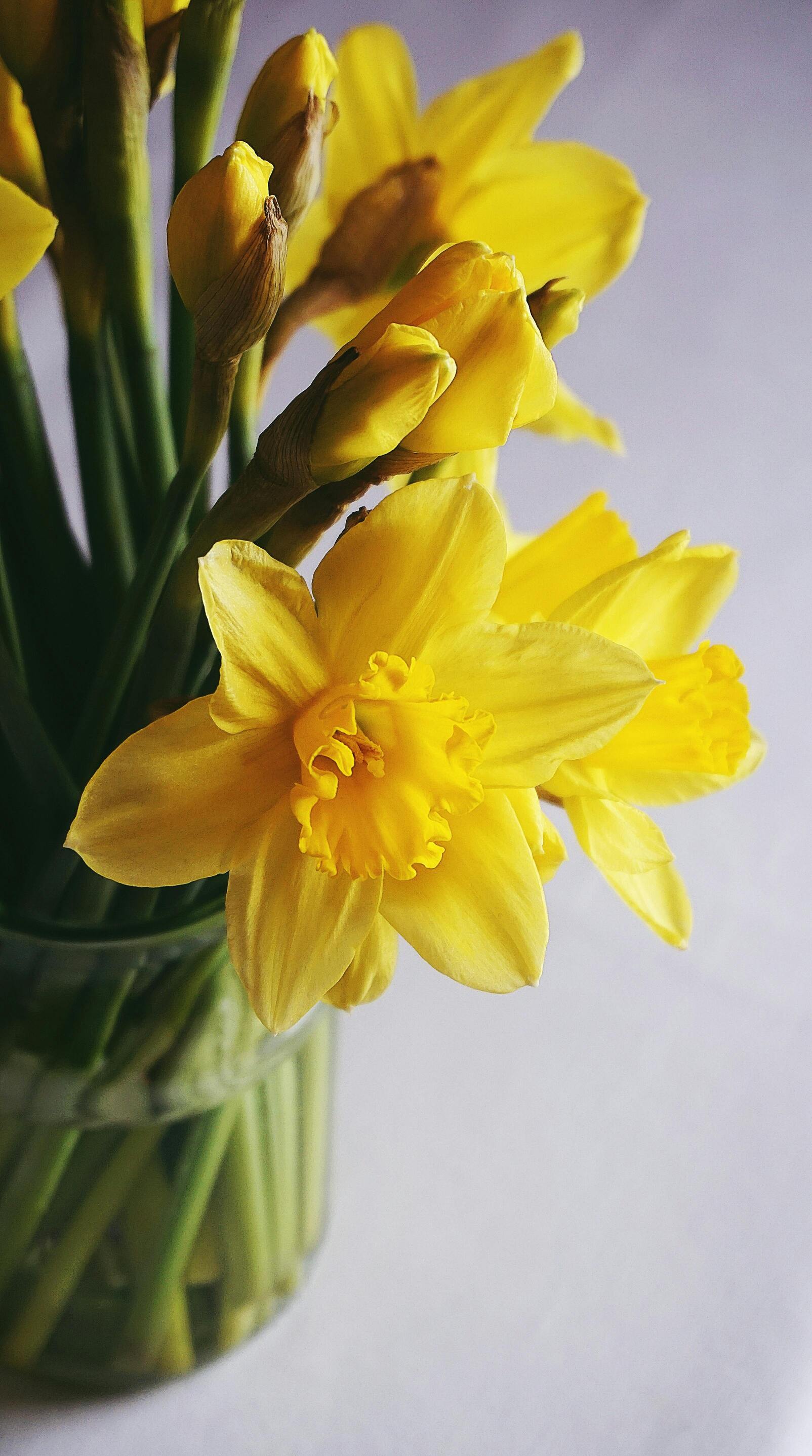 Daffodils Online