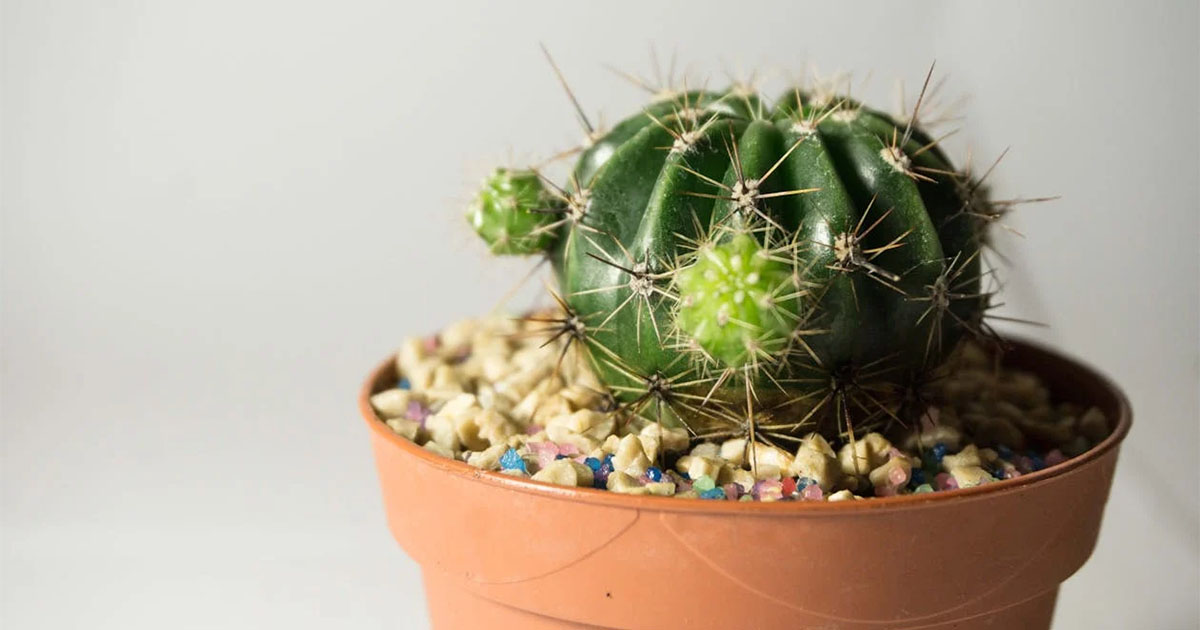 Barrel Cactus