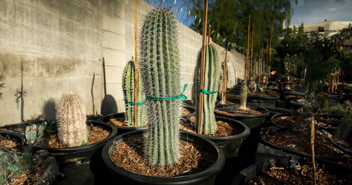 Saguaro Cactus