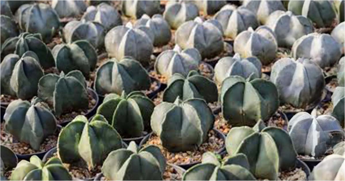 Bishop's Cap Cactus