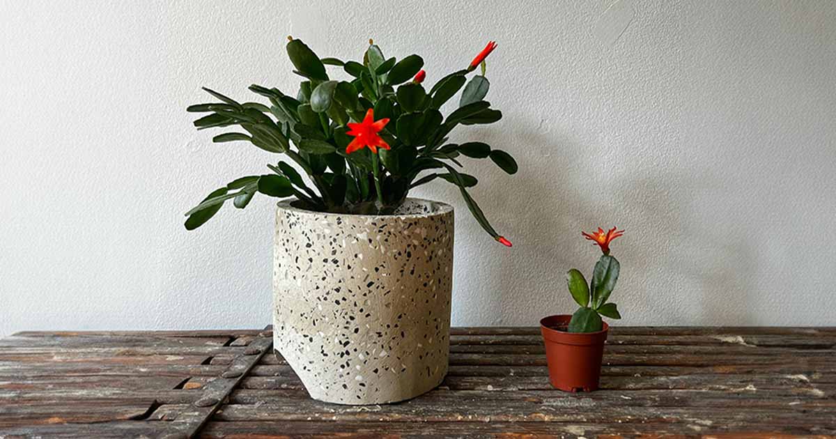 Easter Cactus