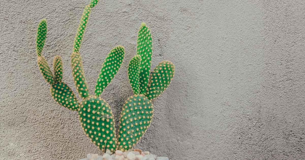 Polka Dot Cactus