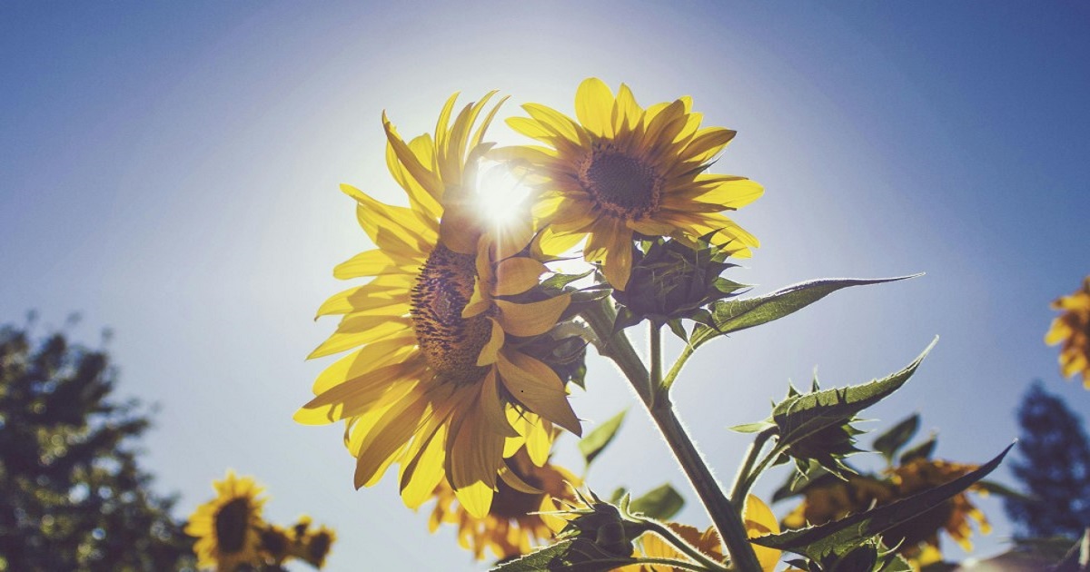 Sunflowers Karwa Chauth