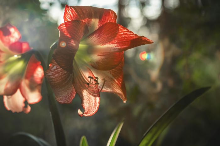 Amaryllis