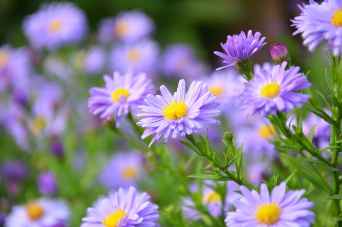 Asters