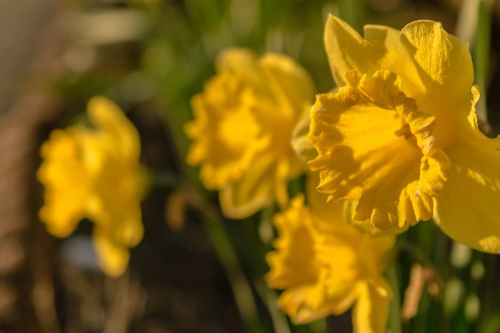 Daffodils