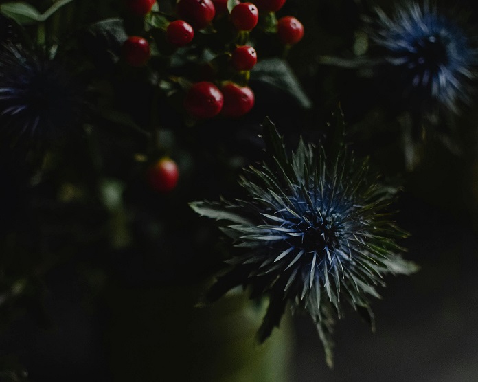 Holly December Birth Flowers