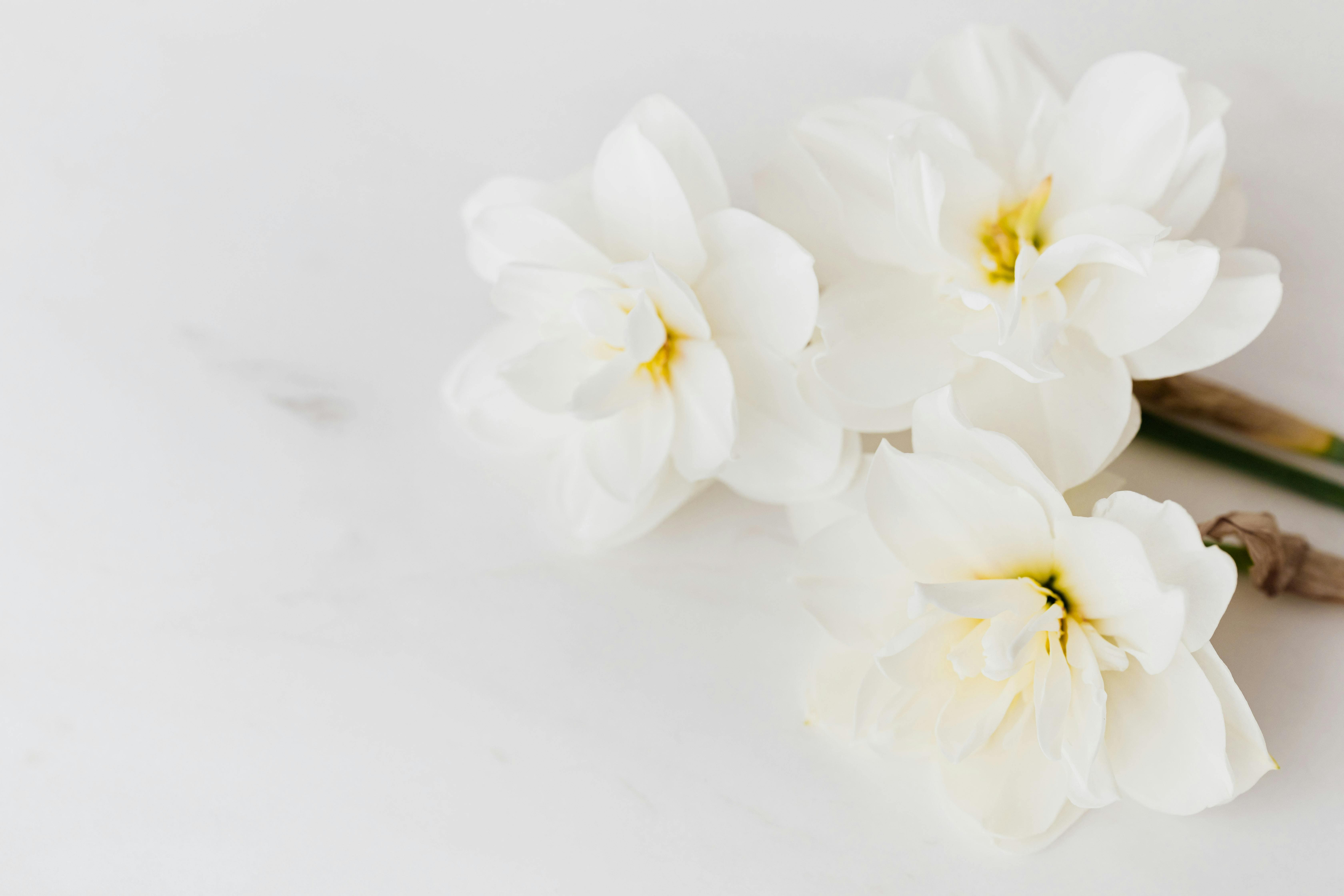 Narcissus December birth flower