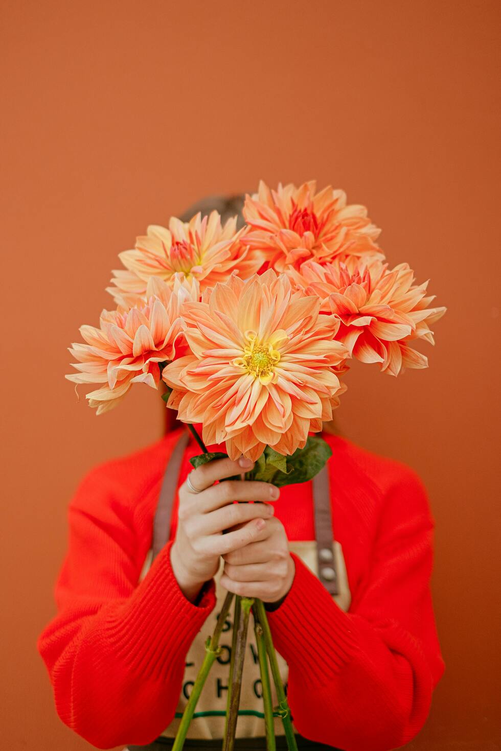 Dahlias Valentines flowers