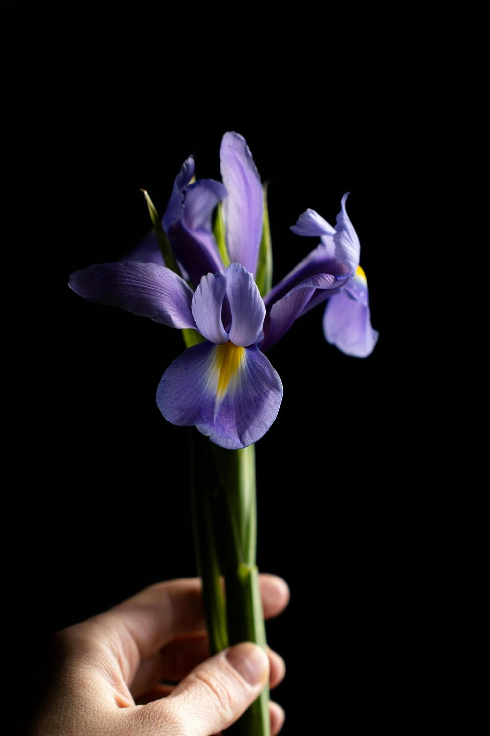 Irises