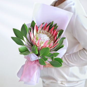 Protea 