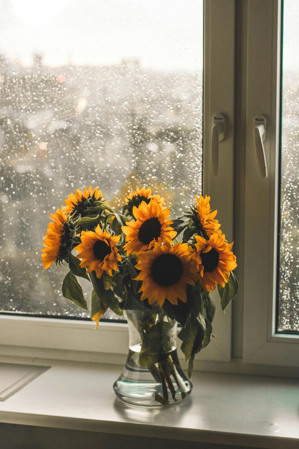 Sunflowers