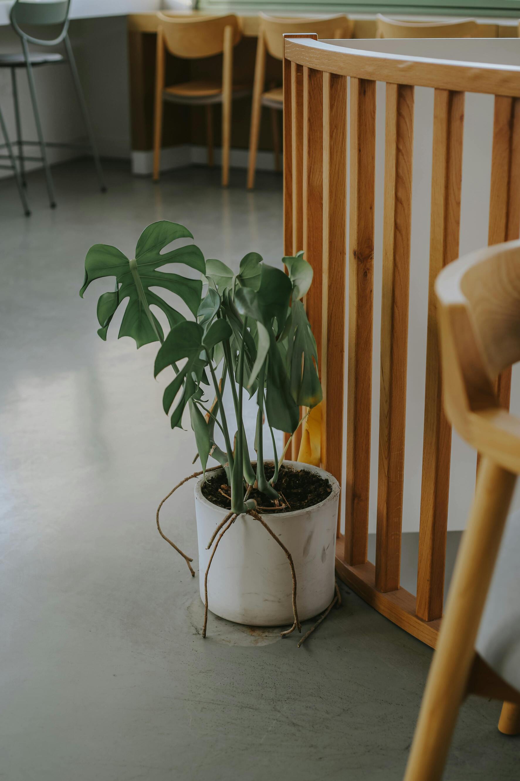 Monstera Care Guide