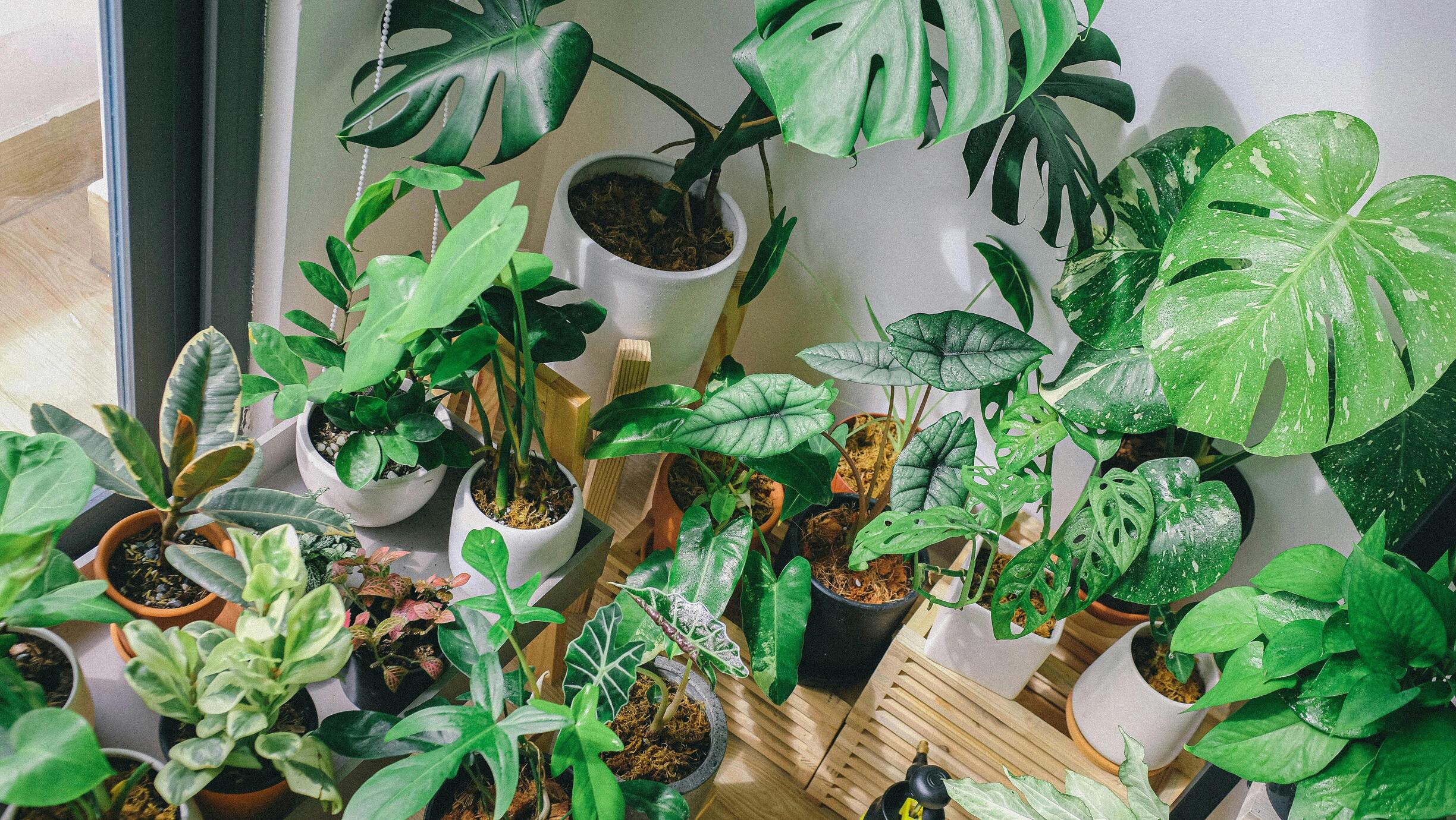 Monstera Plant Care