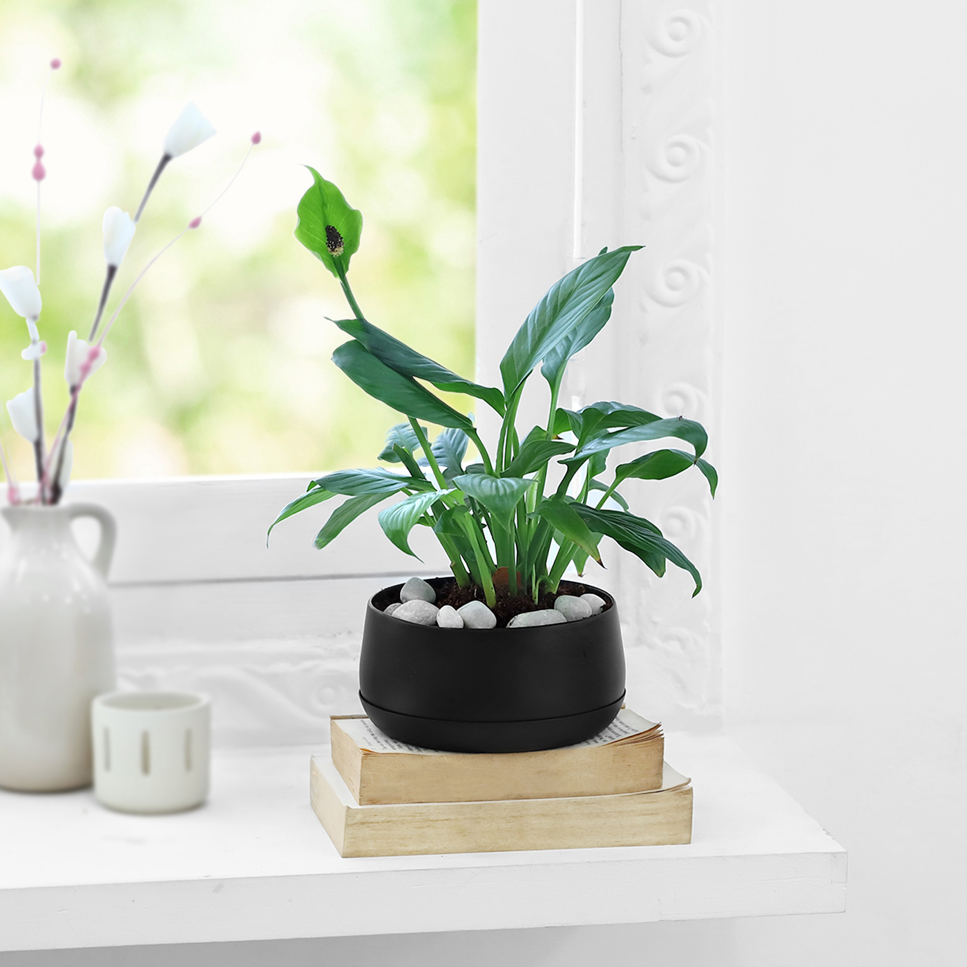 Peace Lily for women