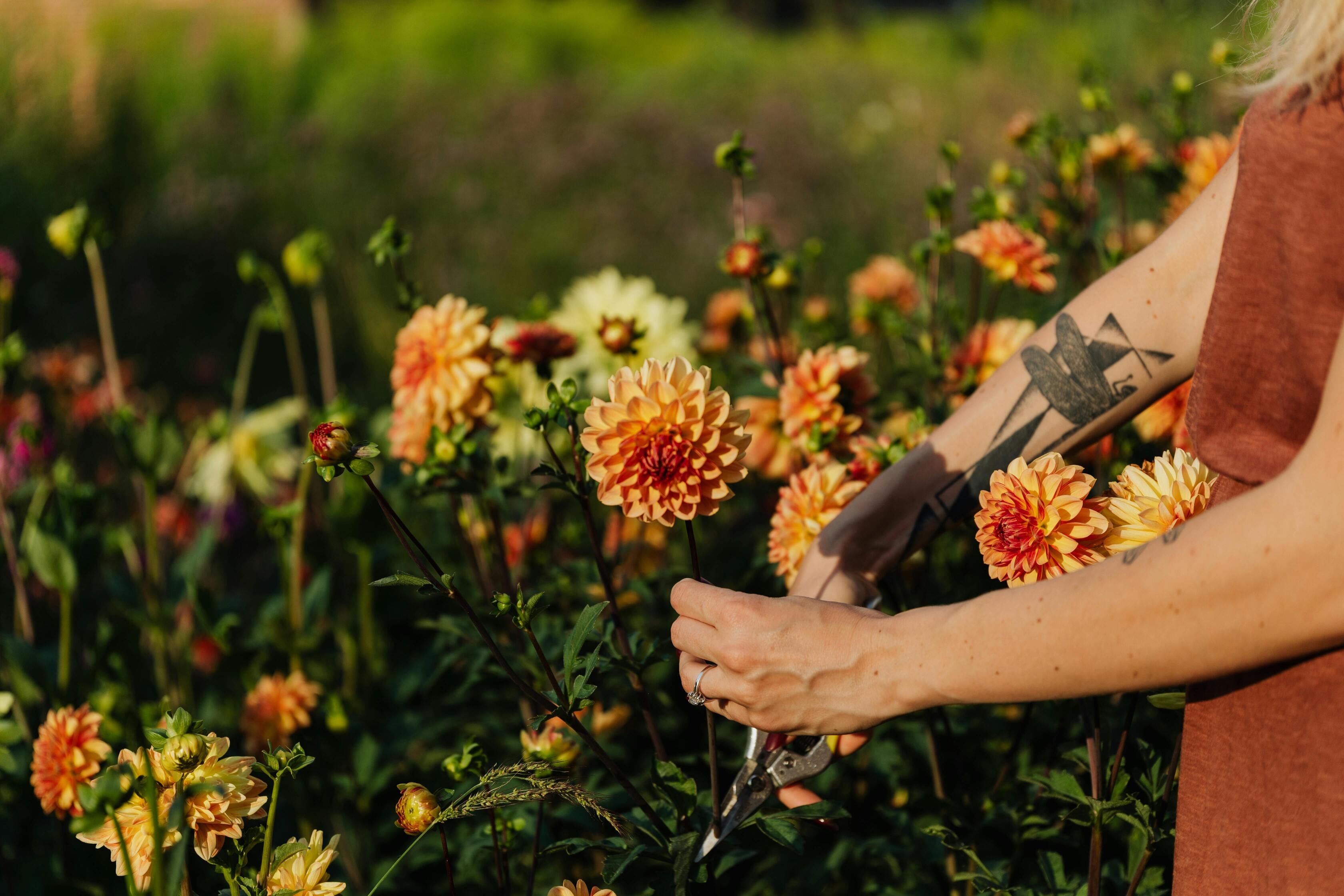 Pruning flowers