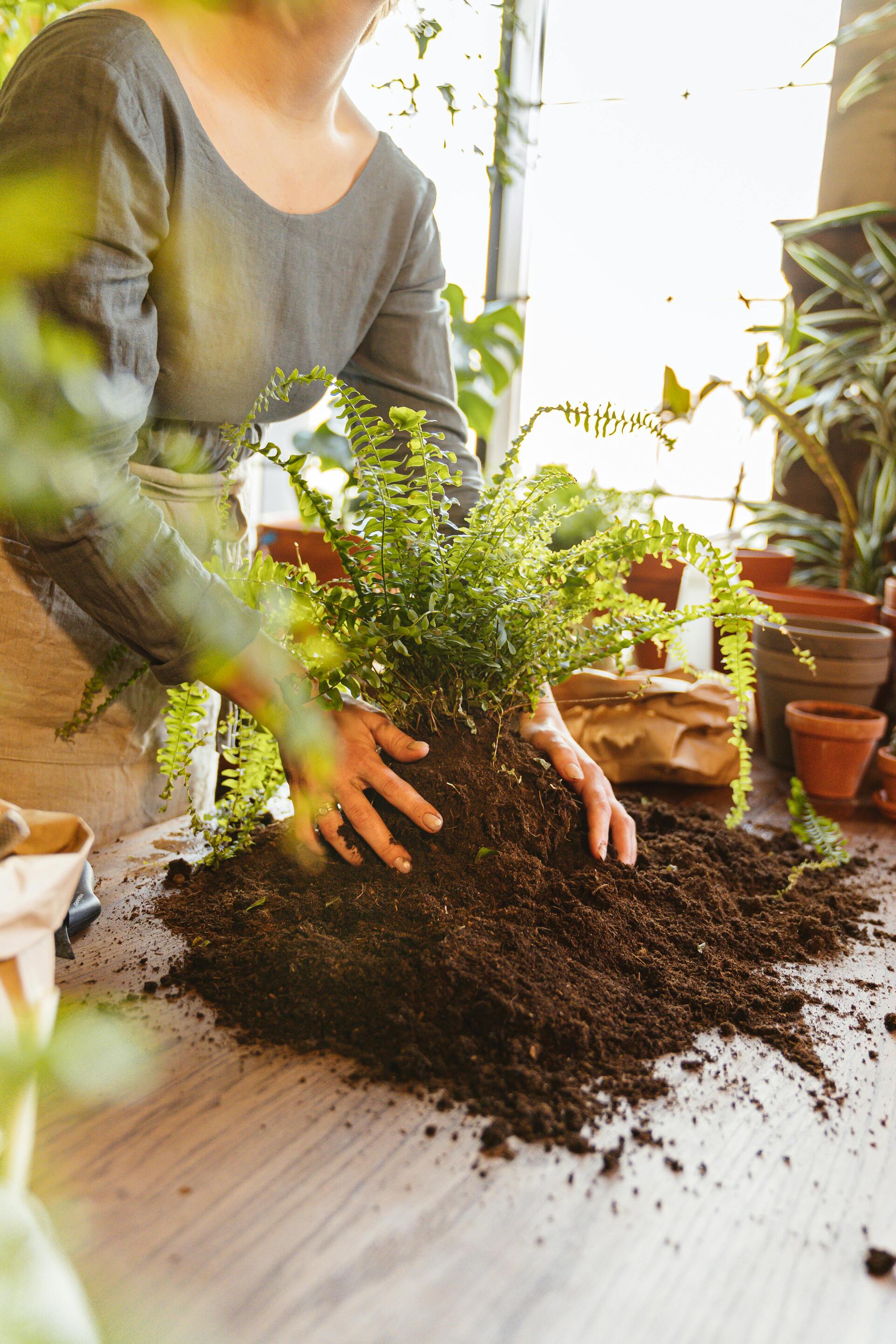 Planting Your Spring Flower